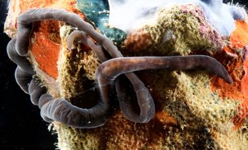 Media type: image;   Invertebrate Zoology 135323
